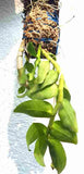 Dendrobium anosmum superbum X Den. parishii