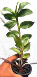 Dendrobium cerinum sp.