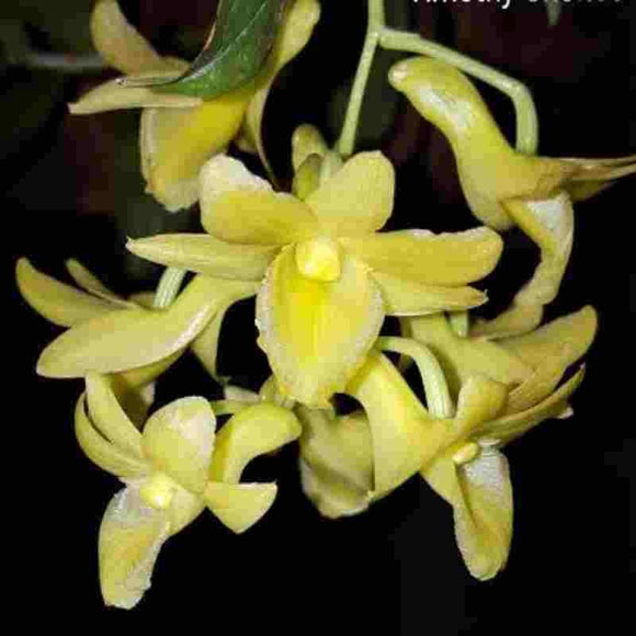 Dendrobium cerinum sp.