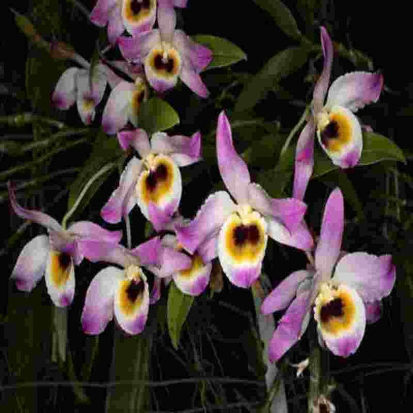 Dendrobium findlayanum sp.