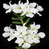 Dendrobium sanderae var. luzonicum sp.