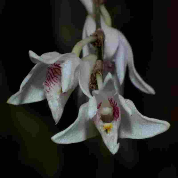 Dendrobium pseudoequitans sp.