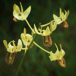 Dendrobium stockelbuschii sp.