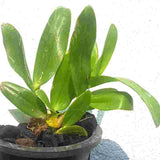 Dendrobium stockelbuschii sp.