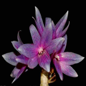 Dendrobium cerula fma. blue sp.