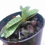 Paphiopedilium Madeline (argus X bellatulum)