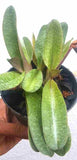 Paphiopedilium Phoebe (bellatulum X Philippinense)