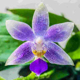 Phalaenopsis Jiaho Blueberry