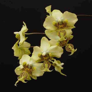Phalaenopis stuartiana var. nobilis (Yellow Strain)