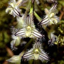 Bulbophyllum lindleyanum sp.