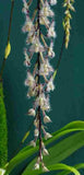 Bulbophyllum lindleyanum sp.