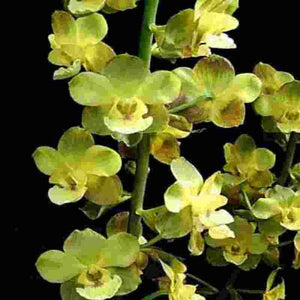 Cyrtopodium andersonii sp.