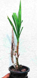 Cyrtopodium andersonii sp.