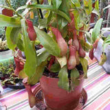 Nepenthes Ventrata
