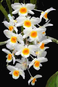 Dendrobium farmerii sp. 