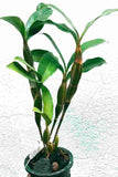 Dendrobium farmerii sp.