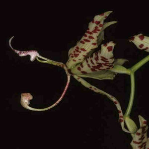 Cycnoches egertonianum sp.