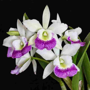 Rlc. Hawai Stars 'Hsinying'