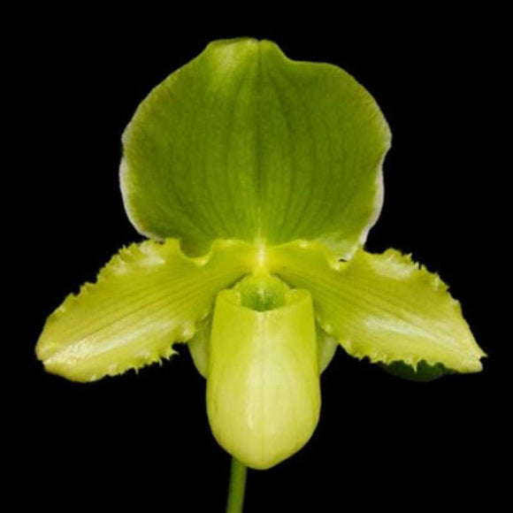 Paph. Mem. Thornton Carter Fairfield (primulinium flava X Pacific Shamrock)