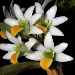 Dendrobium scabrilingue sp.