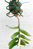 Dendrobium Linda Leong (aphyllum X Nestor)
