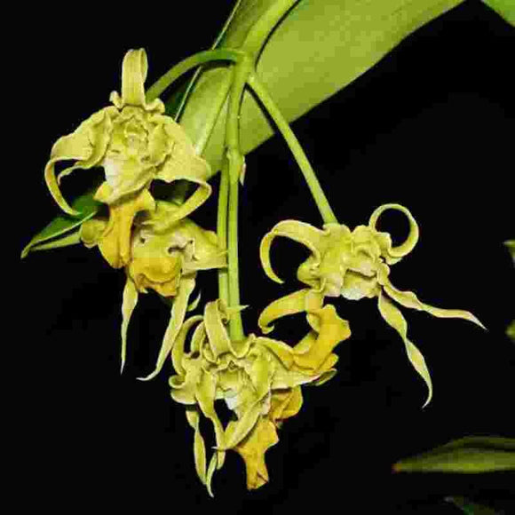 Dendrobium spectabile alba