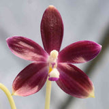 Phalaenopsis speciosa fma. red sp.