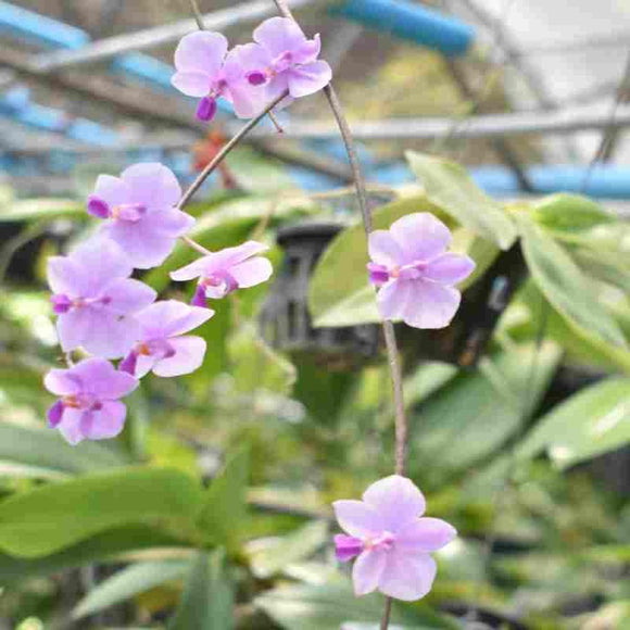 Phalaenopsis Lowii Hybrid