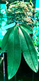 Phalaenopsis Lowii Hybrid