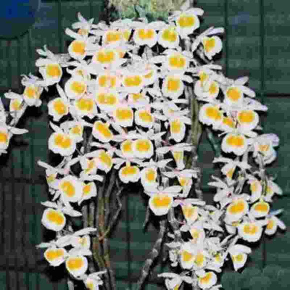 Dendrobium primulinium var. Laos