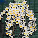Dendrobium primulinium var. Laos