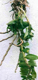 Dendrobium primulinium var. Laos