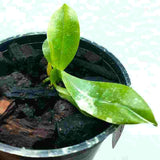 Phalaenopsis floresensis sp.