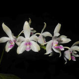 Phalaenopsis fimbriata sp.