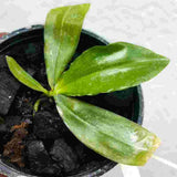 Phalaenopsis fimbriata sp.