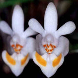 Phalaenopsis thailandica sp.