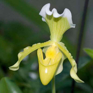 Paph. insigne var. sanderae (Bushy)