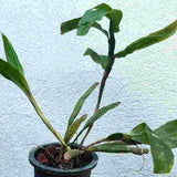 Dendrobium sulcatum 