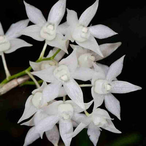 Dendrobium hercoglossum fma.alba sp. (Bushy Clump)