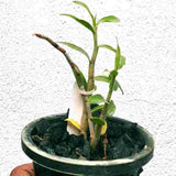 Dendrobium catenatum sp.