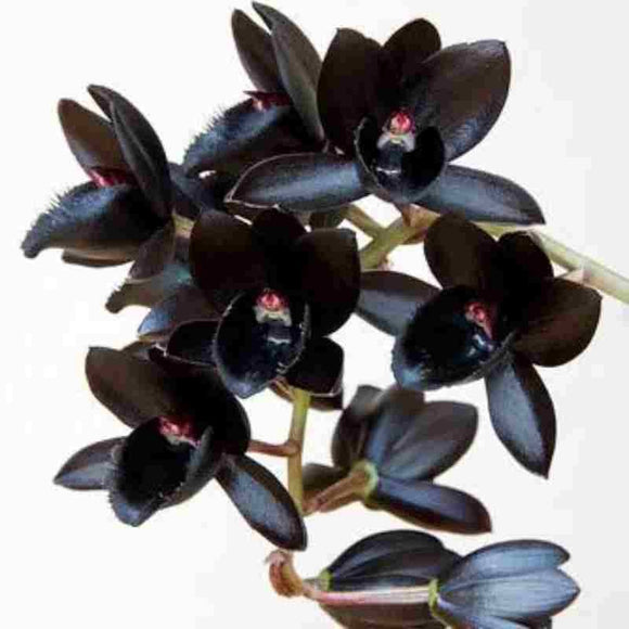 Fdk After Dark 'svo Black Pearl For Sale