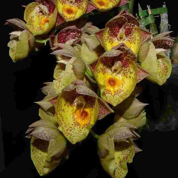 Catasetum Orchidglade - FCC / AOS