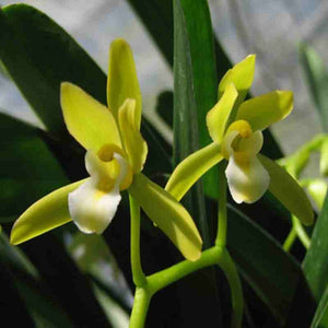 Cymbidium finlayasonianum fma. alba sp.