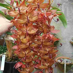 Cycnoches Jumbo Legend