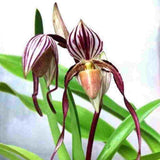 Paph. philippinense var. laveagatum 'In - Charm'  X Self