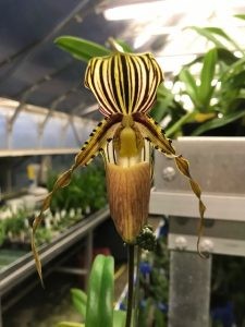 Paph. praestans 'Daya Arthit X Sib 'Chen Samn' - BM / TPS