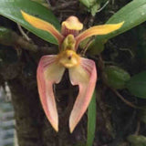 Bulbophyllum fascinator var. Myanmar