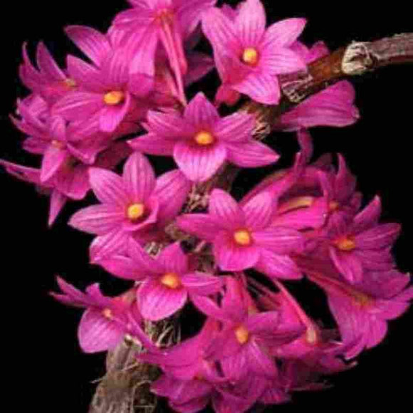 Dendrobium goldschmidtianum sp.