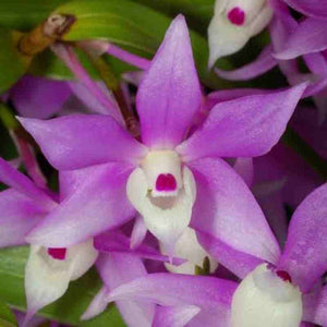 Dendrobium hercoglossum sp.