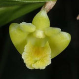 Dendrobium keithii sp.